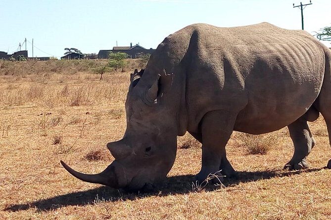 Safari Tour; Nairobi National Park - Final Thoughts