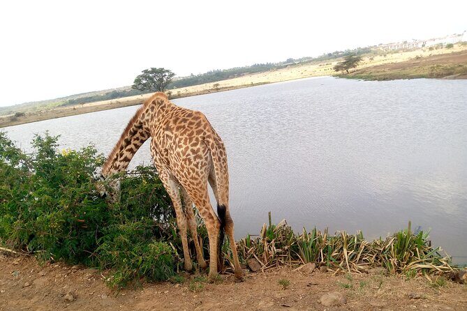 Safari Tour : Nairobi National Park - Exploring Nairobi National Park: The Heart of the Experience