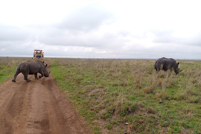 Safari Tour : Nairobi National Park - Authentic Reviews and Insights