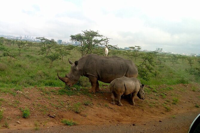 Safari Tour : Nairobi National Park - Why This Tour Is a Great Choice