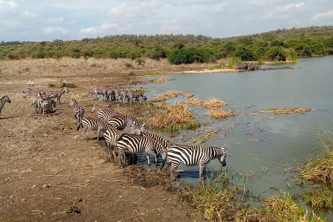 Safari Tour : Nairobi National Park - The Sum Up