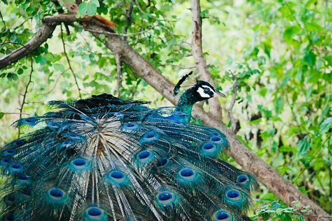 Safari tours in Udawalawa - A Closer Look at the Udawalawa Safari Tour