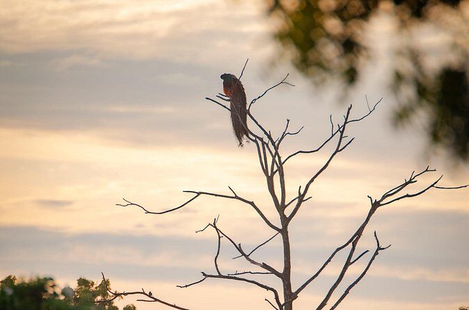 Safari tours in Udawalawa - Who Should Consider This Safari?