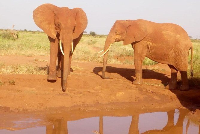 Safari-Tsavo east national park -2 days 1 night - Key Points