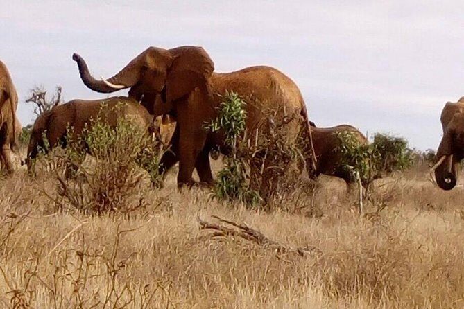 Safari-Tsavo east national park -2 days 1 night - An In-Depth Look at the 2-Day Tsavo East Safari