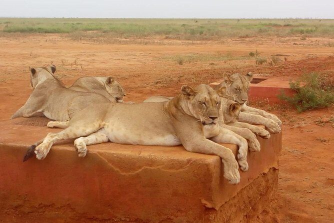 Safari-Tsavo east national park -2 days 1 night - Practical Tips for Future Travelers