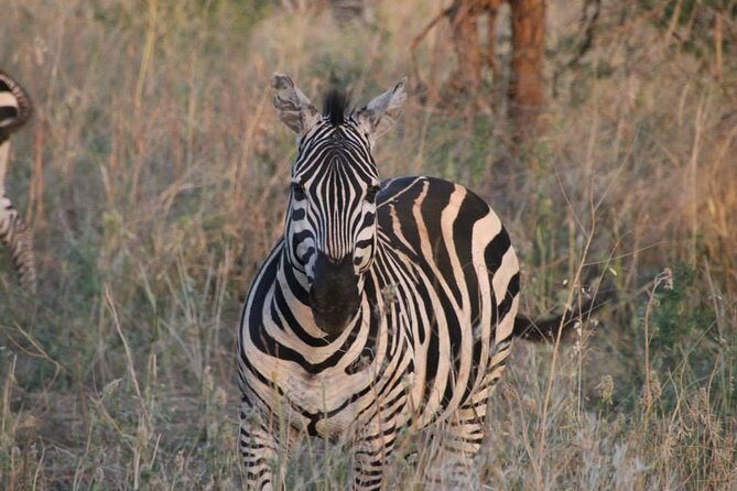 Safari-Tsavo east national park -2 days 1 night - Who Should Consider This Tour?