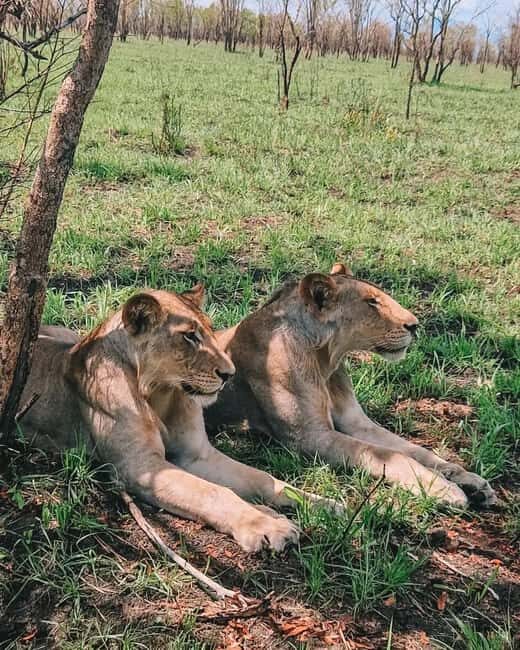 SAFARI WILDLIFE 3 DAYS 2 NIGHT FROM ZANZIBAR TO MIKUMI - Key Points