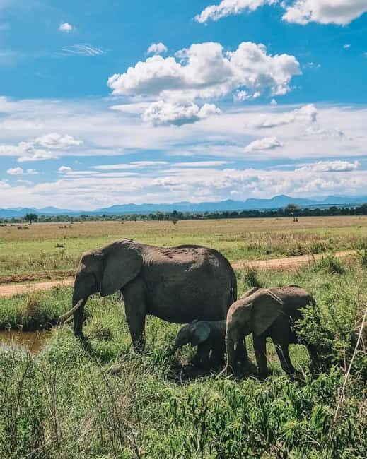 SAFARI WILDLIFE 3 DAYS 2 NIGHT FROM ZANZIBAR TO MIKUMI - Day 2: Full-Day Game Drive in Mikumi
