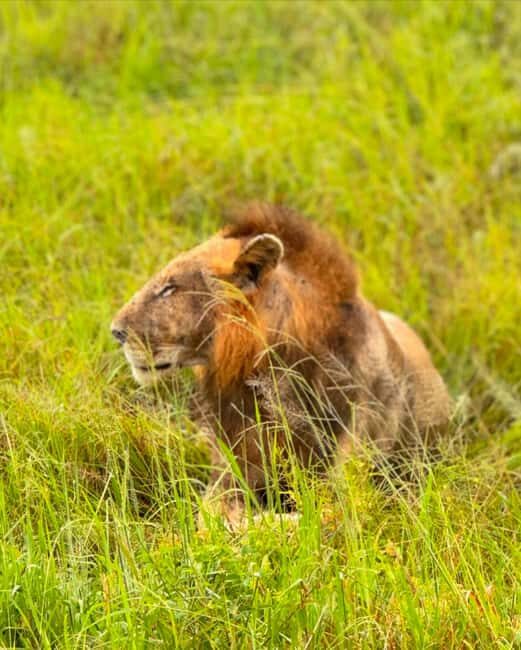 SAFARI WILDLIFE 3 DAYS 2 NIGHT FROM ZANZIBAR TO MIKUMI - FAQ