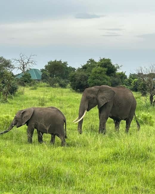 SAFARI WILDLIFE 3 DAYS 2 NIGHT FROM ZANZIBAR TO MIKUMI - Key Points