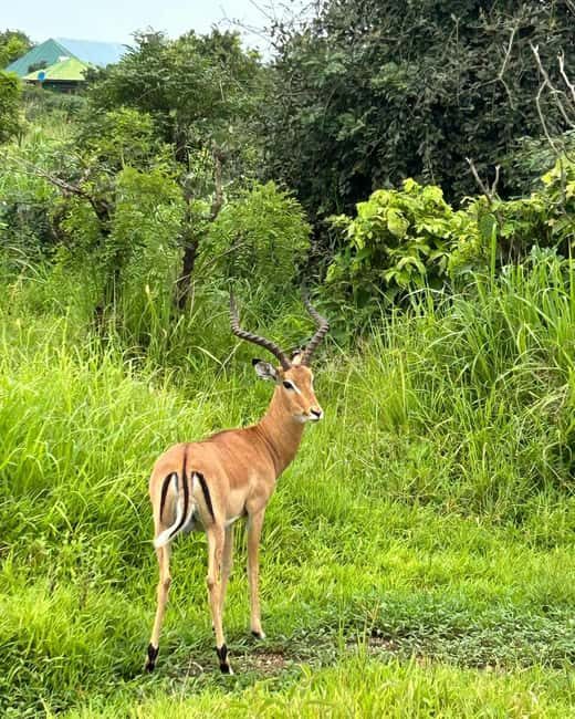 SAFARI WILDLIFE 3 DAYS 2 NIGHT FROM ZANZIBAR TO MIKUMI - The Itinerary in Detail: What to Expect