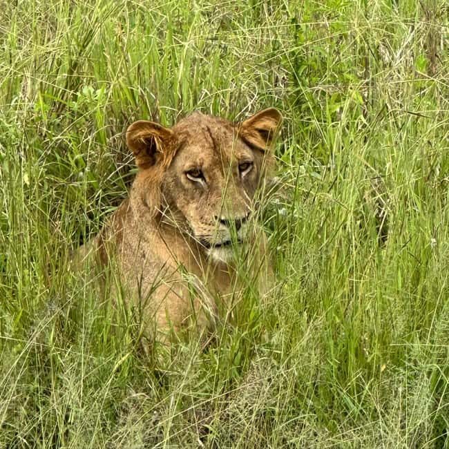 SAFARI WILDLIFE 3 DAYS 2 NIGHT FROM ZANZIBAR TO MIKUMI - Authentic Encounters and Guide Insights