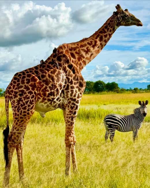 SAFARI WILDLIFE 3 DAYS 2 NIGHT FROM ZANZIBAR TO MIKUMI - The Sum Up