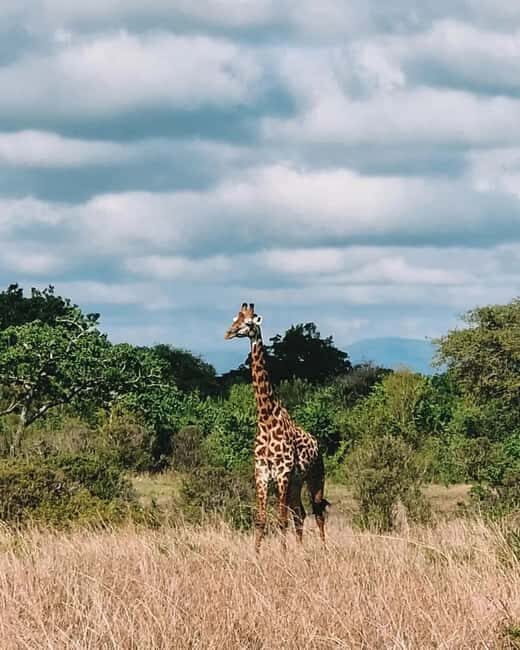 SAFARI WILDLIFE FROM ZANZIBAR TO MIKUMI 3 DAYS AND 2 NIGHTS - Exploring the Mikumi Wildlife Safari from Zanzibar: An Honest Review