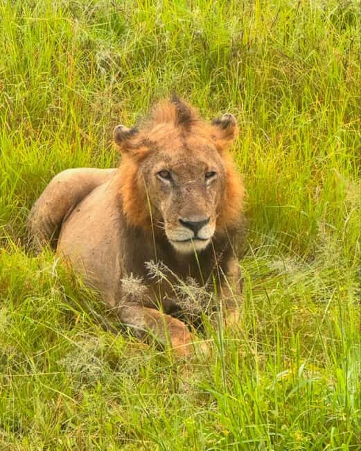 SAFARI WILDLIFE FROM ZANZIBAR TO MIKUMI 3 DAYS AND 2 NIGHTS - The Heart of the Safari: Full Day Game Drive