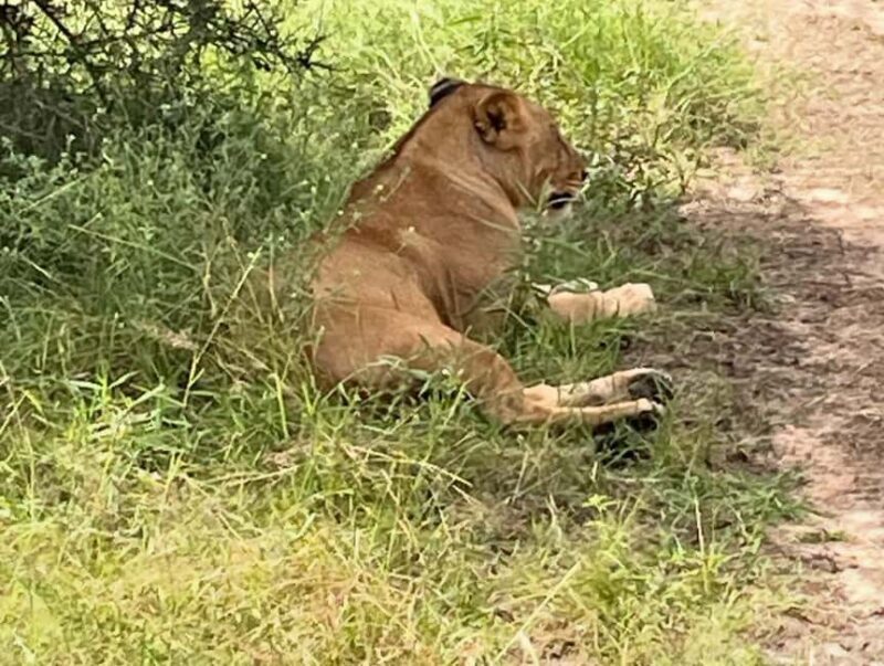 SAFARI WILDLIFE FROM ZANZIBAR TO MIKUMI 3 DAYS AND 2 NIGHTS - Authentic Wildlife and Cultural Encounters