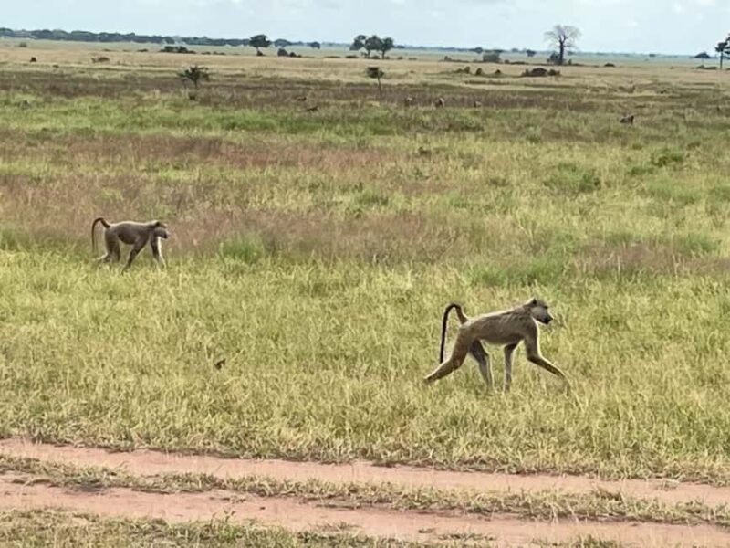 SAFARI WILDLIFE FROM ZANZIBAR TO MIKUMI 3 DAYS AND 2 NIGHTS - Final Thoughts: Is This Tour Worth It?