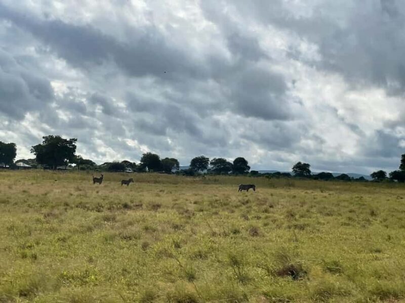SAFARI WILDLIFE FROM ZANZIBAR TO MIKUMI 3 DAYS AND 2 NIGHTS - FAQs