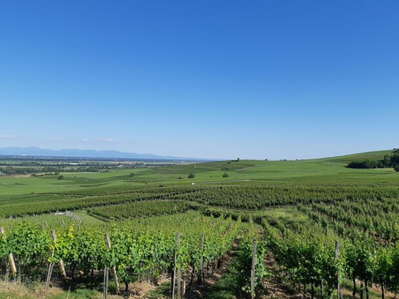 safari-wine-villages-wine-tasting