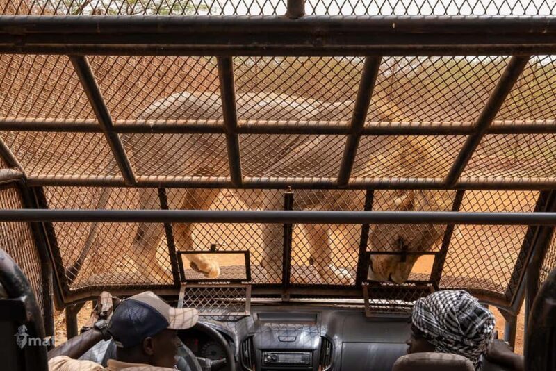 Safari with Lions and Bandia Reserve Game Drive - Key Points