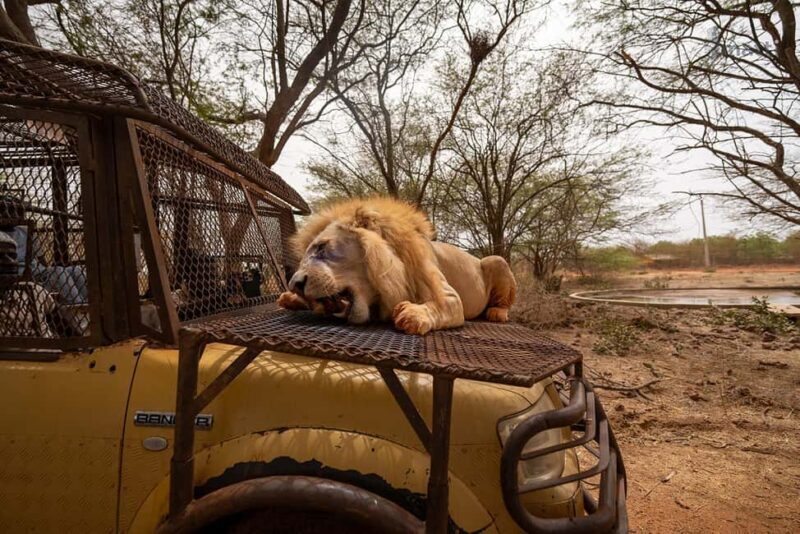 Safari with Lions and Bandia Reserve Game Drive - A Close Look at the Safari Experience