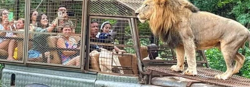 Safari with Lions and Bandia Reserve Game Drive - What Real Travelers Say