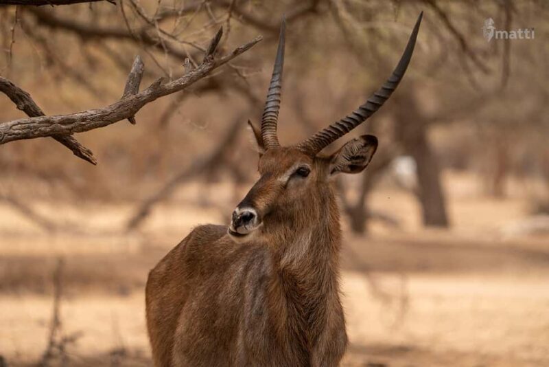 Safari with Lions and Bandia Reserve Game Drive - Final Thoughts: Is This Tour Right for You?