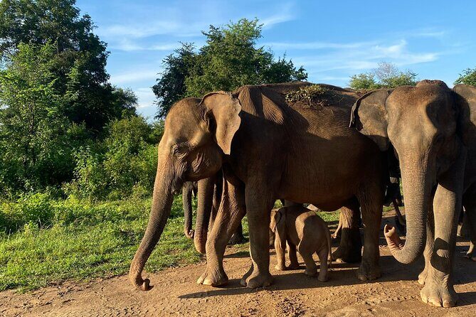 Safari with Sheran Udawalawe National Park - Why Choose This Tour?