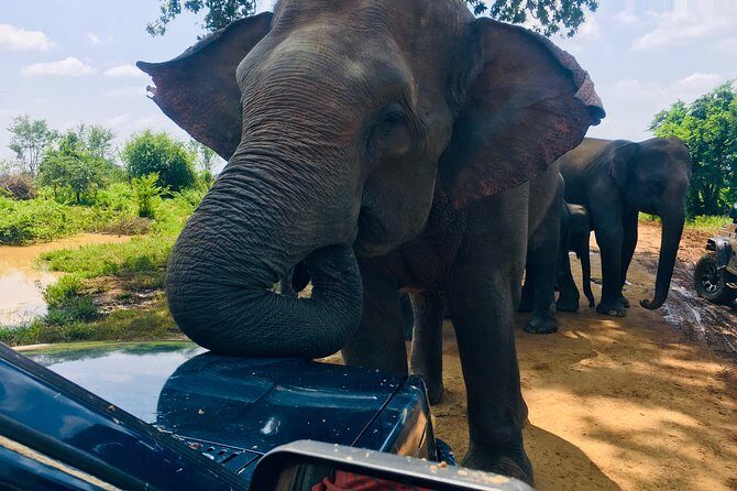 Safari with Sheran Udawalawe National Park - The Value Proposition
