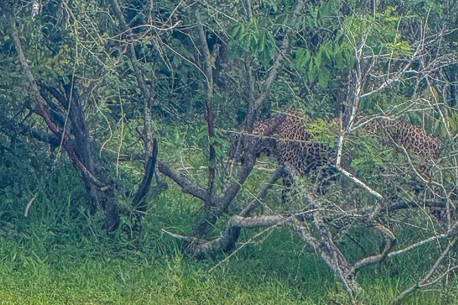 Safari with Sheran Udawalawe National Park - Who Is This Tour Best For?