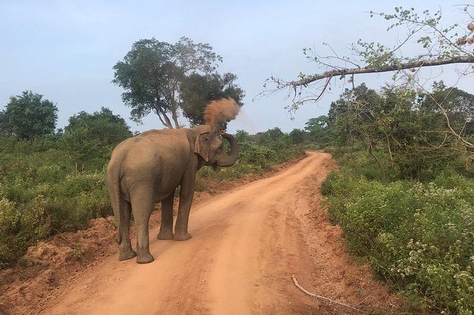 Safari with Sheran Udawalawe National Park - Final Thoughts
