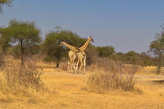 SAFARI - Zakouma National Park - Key Points