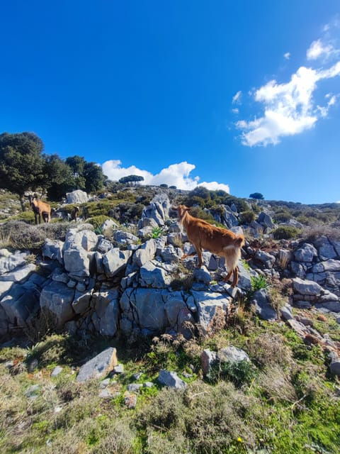 safarilasithi-plateau-mythology-parkolive-oil-tasting