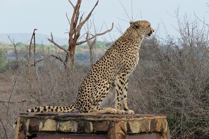 Safaris in Kruger National Park Full Day - Considerations and Extra Costs
