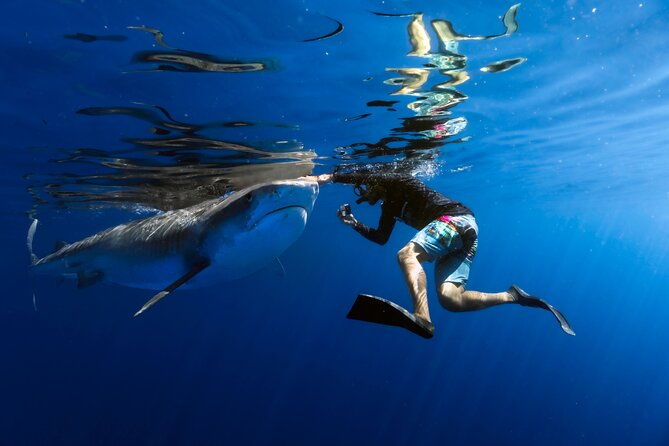 safe-and-educational-shark-dive-from-haleiwa-sharks-guaranteed