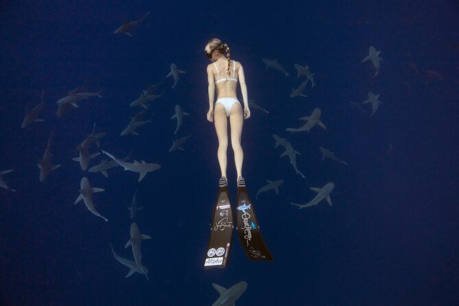 safe-and-educational-shark-dive-from-haleiwa-sharks-guaranteed