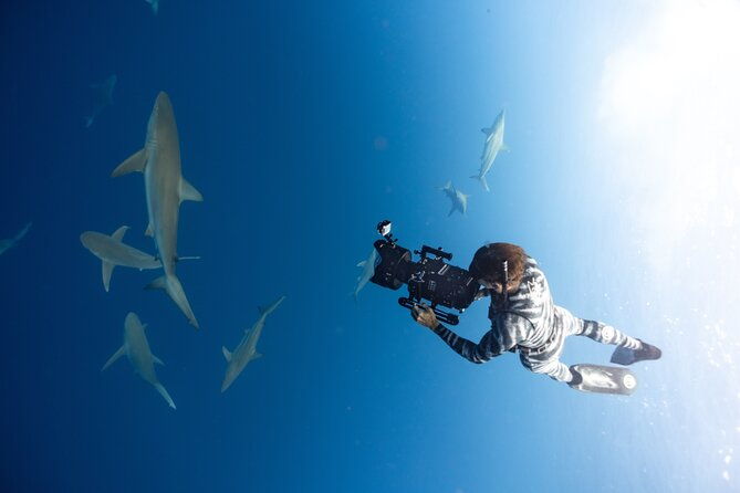safe-and-educational-shark-dive-from-haleiwa-sharks-guaranteed