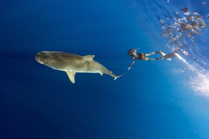 safe-and-educational-shark-dive-from-haleiwa-sharks-guaranteed