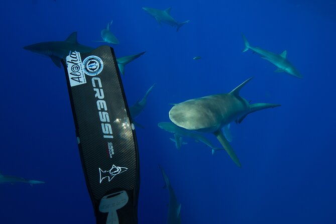 safe-and-educational-shark-dive-from-haleiwa-sharks-guaranteed