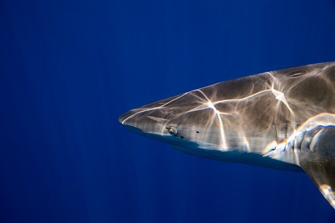 safe-and-educational-shark-dive-from-haleiwa-sharks-guaranteed