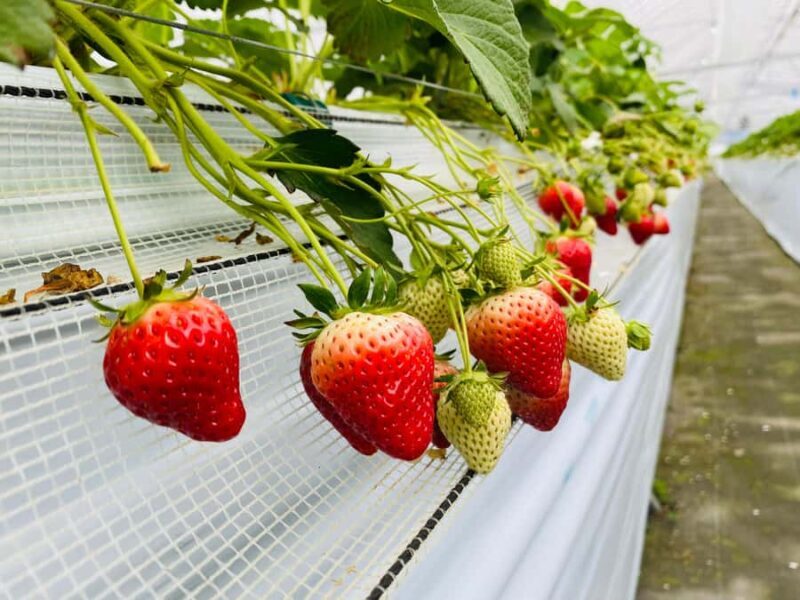 Saga Prefecture Strawberry Picking Experience with Ice Cream - Key Points