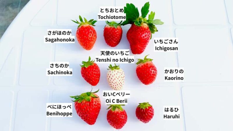 Saga Prefecture Strawberry Picking Experience with Ice Cream - Discovering the Joy of Strawberry Picking in Imari