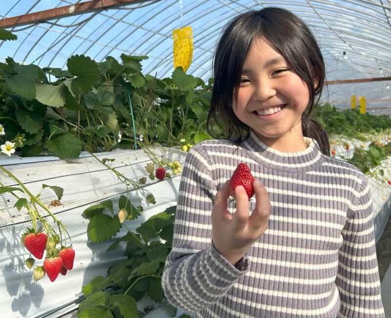 Saga Prefecture Strawberry Picking Experience with Ice Cream - Practical Details and Tips
