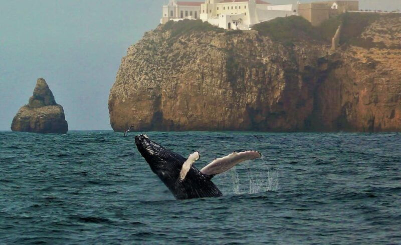 sagres-wildlife-adventure-dolphin-and-whale-watching-tour