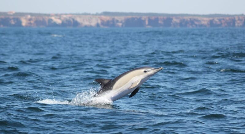 sagres-wildlife-adventure-dolphin-and-whale-watching-tour