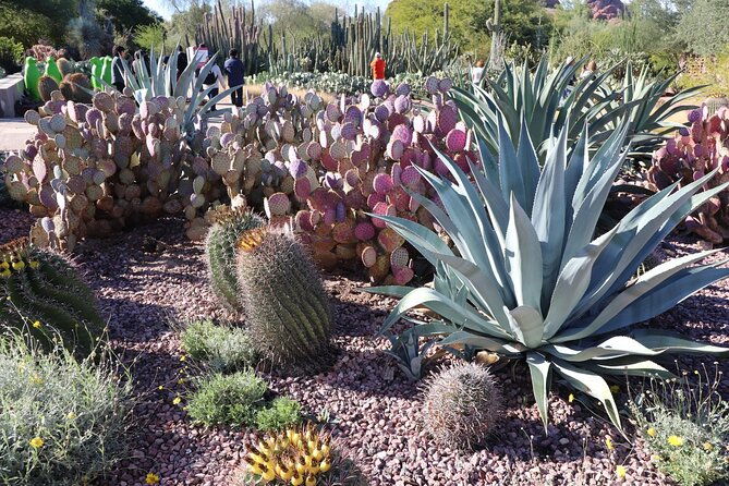 saguaro-national-park-self-guided-driving-audio-tour