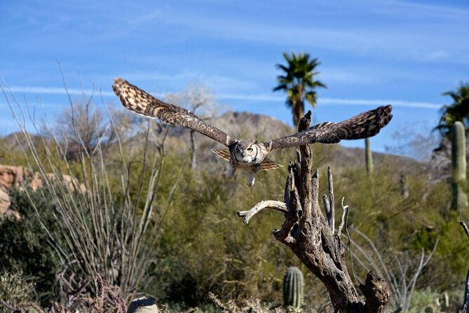 saguaro-national-park-self-guided-driving-audio-tour