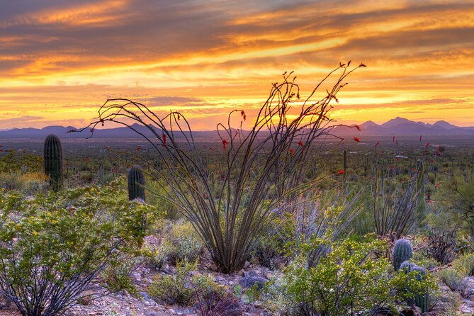 saguaro-national-park-self-guided-driving-audio-tour