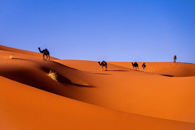 Sahara Serenity Tour / 4 days - The Sum Up